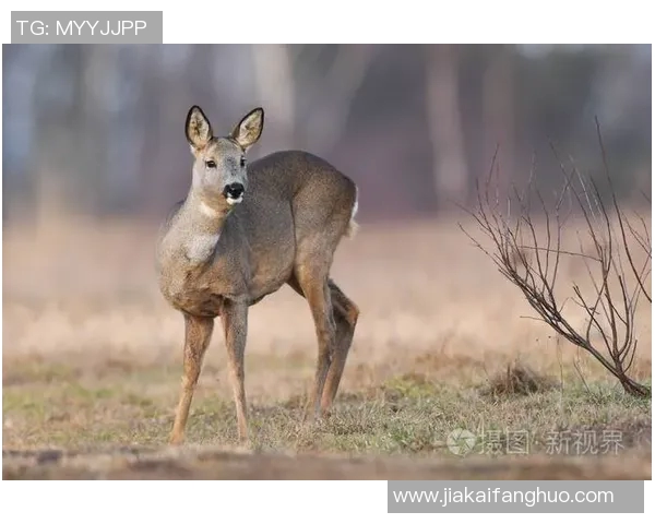 雄鹿栖息地及其生态行为研究：从生境保护到人类活动影响分析